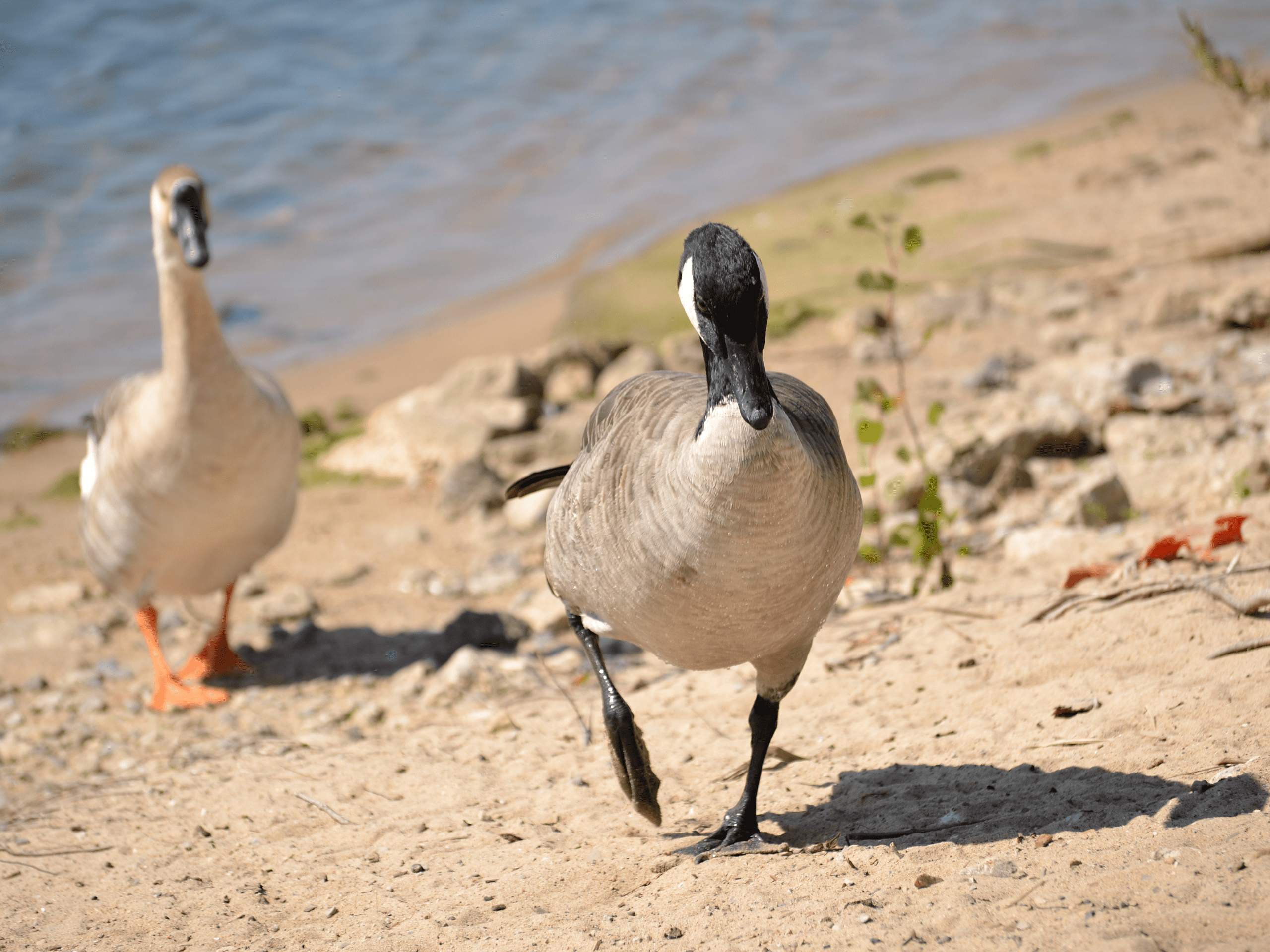 Michigan ducks on lake Michigan beach.