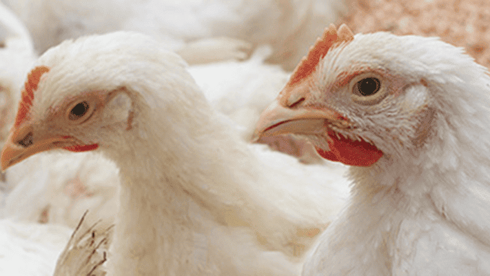 Highly Pathogenic Avian Influenza Found in Ottawa County Flock: Protect ...