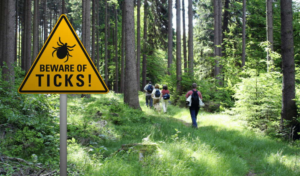 Close-up image showing different types of ticks, including the blacklegged (deer) tick, which can spread Lyme disease