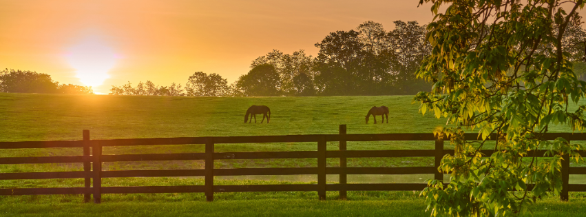 Horses standing in a field, illustrating the importance of protecting horses from West Nile virus and other mosquito-borne diseases.